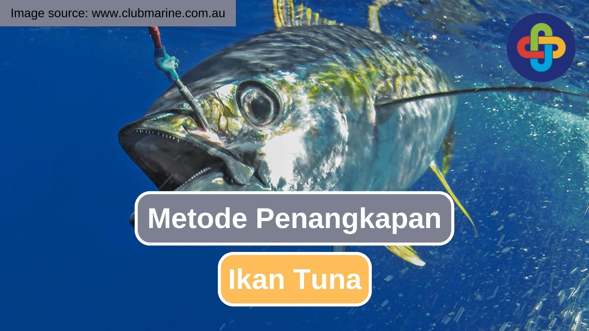 Inilah 6 Teknik Penangkapan Tuna 